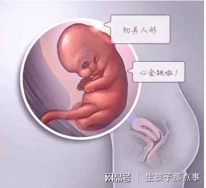 生殖妇科